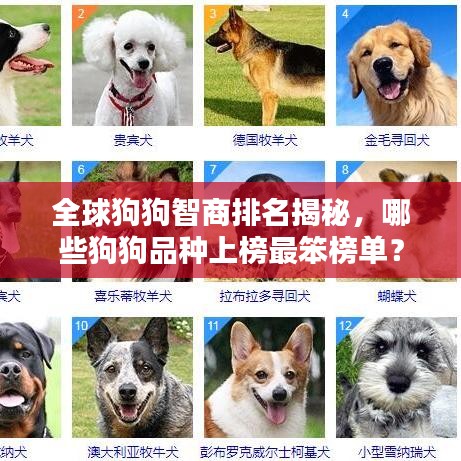 全球狗狗智商排名揭秘，哪些狗狗品種上榜最笨榜單？