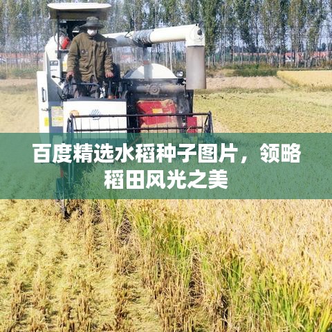 百度精選水稻種子圖片，領(lǐng)略稻田風(fēng)光之美