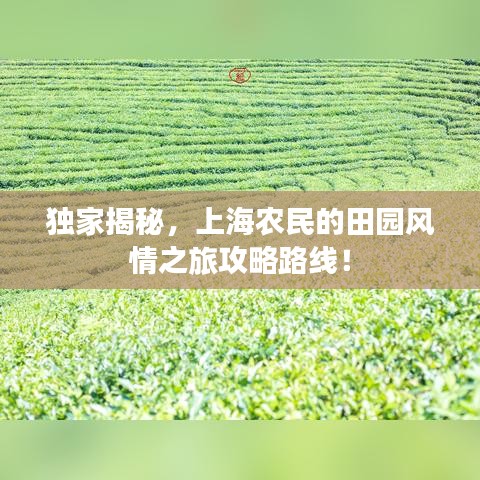 獨家揭秘，上海農(nóng)民的田園風情之旅攻略路線！