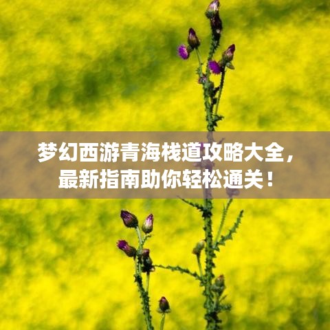夢(mèng)幻西游青海棧道攻略大全，最新指南助你輕松通關(guān)！