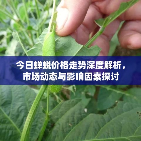 今日蟬蛻價格走勢深度解析，市場動態(tài)與影響因素探討