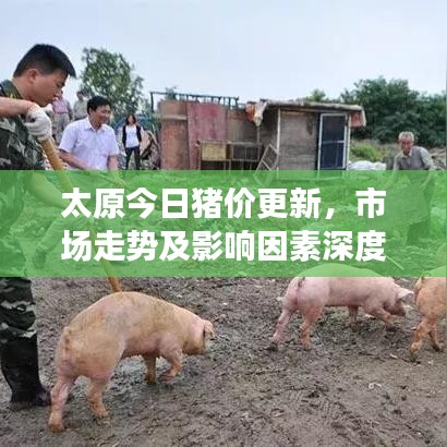 太原今日豬價更新，市場走勢及影響因素深度解析