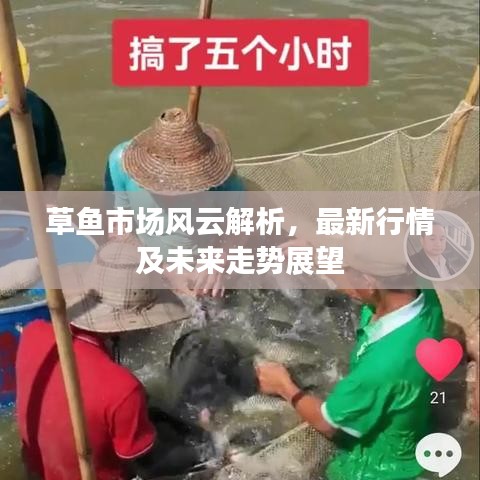 草魚市場風云解析，最新行情及未來走勢展望