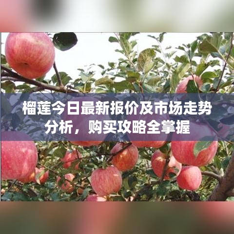 榴蓮今日最新報(bào)價(jià)及市場(chǎng)走勢(shì)分析，購(gòu)買攻略全掌握