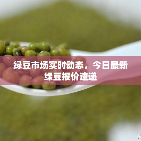 綠豆市場實時動態(tài)，今日最新綠豆報價速遞