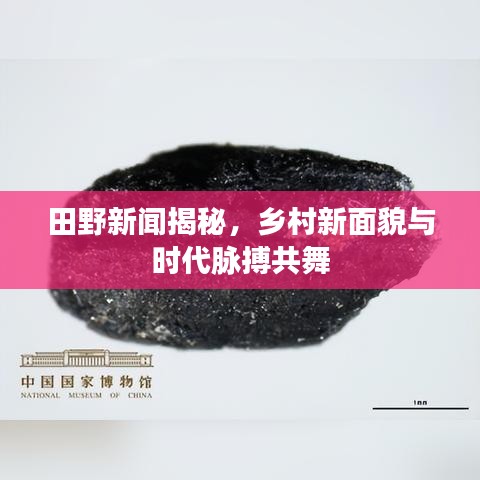 田野新聞揭秘，鄉(xiāng)村新面貌與時(shí)代脈搏共舞