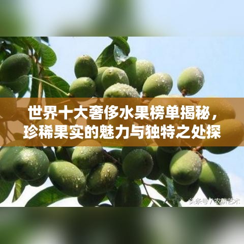 世界十大奢侈水果榜單揭秘，珍稀果實(shí)的魅力與獨(dú)特之處探究