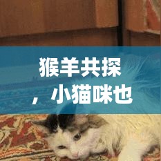 猴羊共探，小貓咪也要嘗鮮？獨特分享與探索之旅