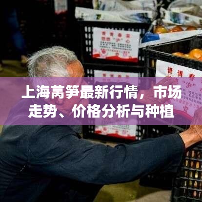 上海萵筍最新行情，市場(chǎng)走勢(shì)、價(jià)格分析與種植前景深度剖析