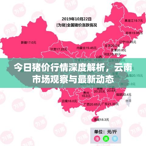 今日豬價(jià)行情深度解析，云南市場觀察與最新動(dòng)態(tài)