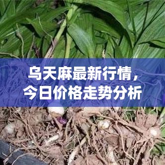 烏天麻最新行情，今日價(jià)格走勢分析、市場趨勢展望與未來預(yù)測