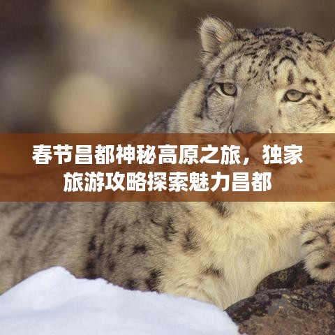 春節(jié)昌都神秘高原之旅，獨(dú)家旅游攻略探索魅力昌都