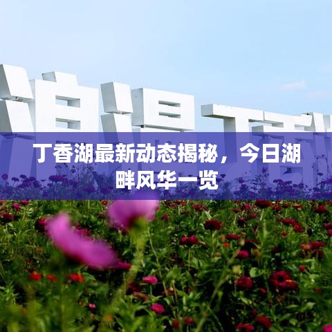 丁香湖最新動態(tài)揭秘，今日湖畔風華一覽