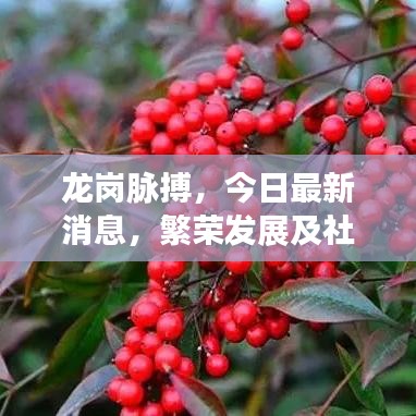 龍崗脈搏，今日最新消息，繁榮發(fā)展及社區(qū)動態(tài)全掌握