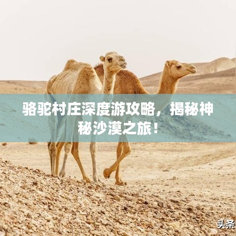 駱駝村莊深度游攻略，揭秘神秘沙漠之旅！