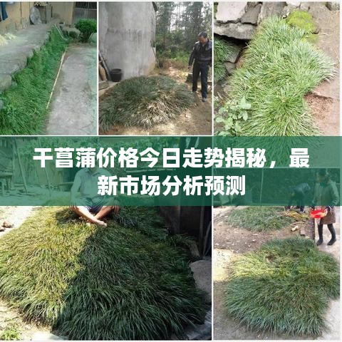 干菖蒲價(jià)格今日走勢(shì)揭秘，最新市場(chǎng)分析預(yù)測(cè)