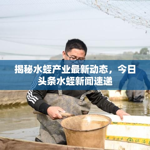 揭秘水蛭產(chǎn)業(yè)最新動(dòng)態(tài)，今日頭條水蛭新聞速遞