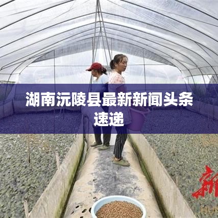 湖南沅陵縣最新新聞頭條速遞