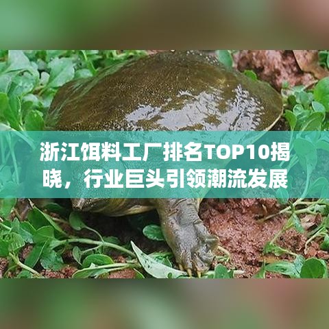 浙江餌料工廠排名TOP10揭曉，行業(yè)巨頭引領(lǐng)潮流發(fā)展