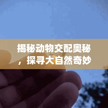 揭秘動物交配奧秘，探尋大自然奇妙世界的百度視角探索之旅