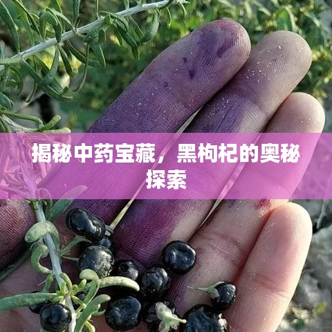揭秘中藥寶藏，黑枸杞的奧秘探索