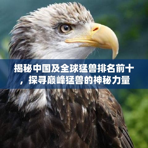 揭秘中國及全球猛獸排名前十，探尋巔峰猛獸的神秘力量