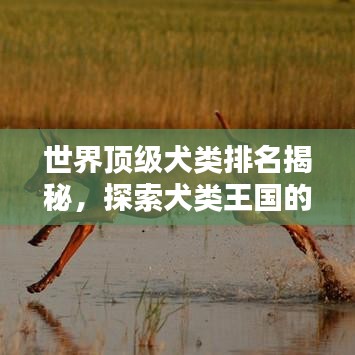 世界頂級犬類排名揭秘，探索犬類王國的瑰寶