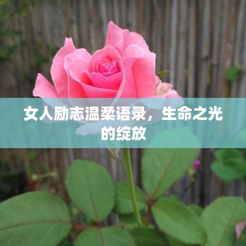女人勵(lì)志溫柔語錄，生命之光的綻放