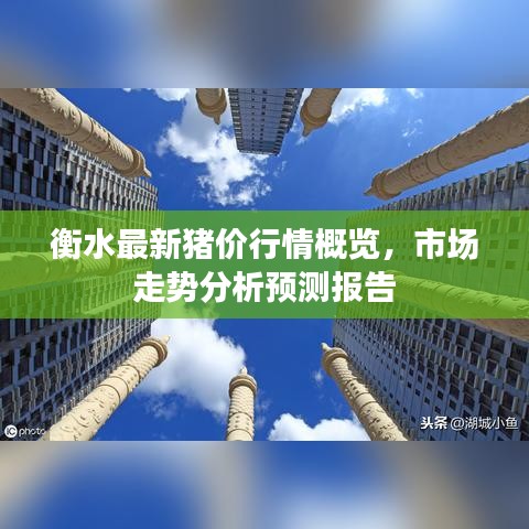 衡水最新豬價行情概覽，市場走勢分析預測報告