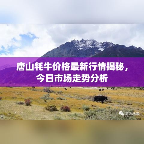 唐山牦牛價(jià)格最新行情揭秘，今日市場(chǎng)走勢(shì)分析