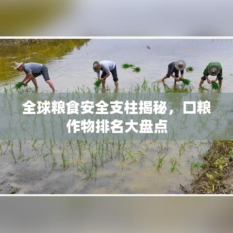 全球糧食安全支柱揭秘，口糧作物排名大盤點(diǎn)