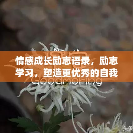 情感成長(zhǎng)勵(lì)志語(yǔ)錄，勵(lì)志學(xué)習(xí)，塑造更優(yōu)秀的自我