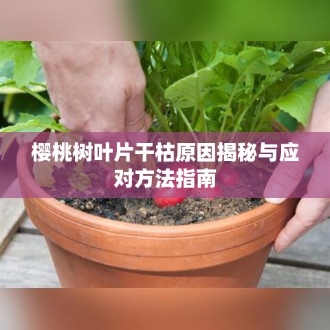 櫻桃樹葉片干枯原因揭秘與應(yīng)對(duì)方法指南