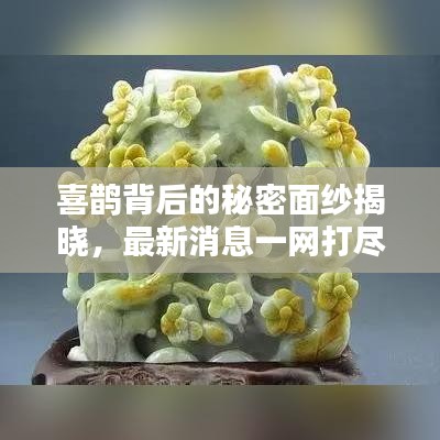 喜鵲背后的秘密面紗揭曉，最新消息一網(wǎng)打盡！