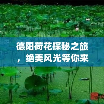 德陽荷花探秘之旅，絕美風(fēng)光等你來賞！