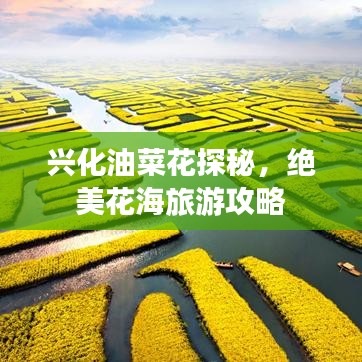 興化油菜花探秘，絕美花海旅游攻略