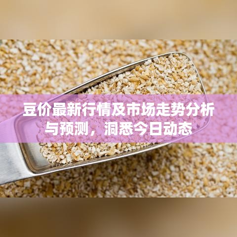 豆價最新行情及市場走勢分析與預測，洞悉今日動態(tài)