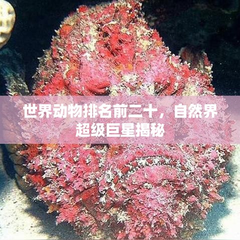 世界動(dòng)物排名前二十，自然界超級(jí)巨星揭秘
