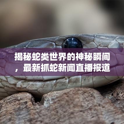 揭秘蛇類世界的神秘瞬間，最新抓蛇新聞直播報道來襲
