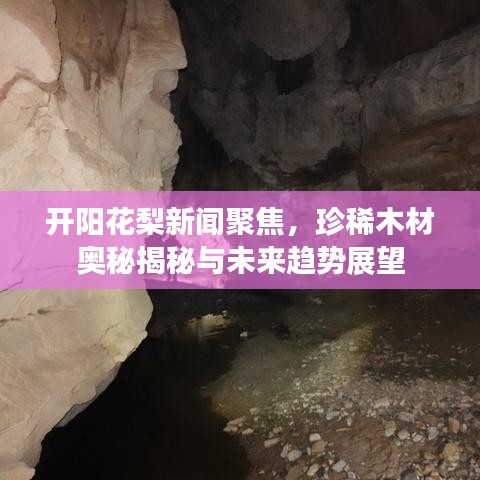 開陽(yáng)花梨新聞聚焦，珍稀木材奧秘揭秘與未來趨勢(shì)展望