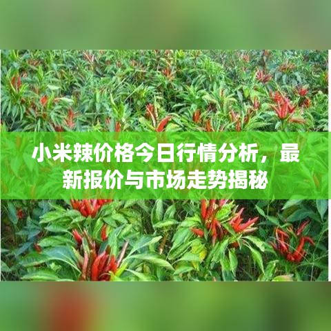 小米辣價(jià)格今日行情分析，最新報(bào)價(jià)與市場走勢揭秘