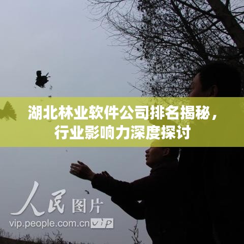 湖北林業(yè)軟件公司排名揭秘，行業(yè)影響力深度探討