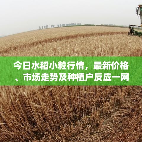 今日水稻小粒行情，最新價(jià)格、市場走勢及種植戶反應(yīng)一網(wǎng)打盡