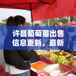 許昌葡萄苗出售信息更新，最新動(dòng)態(tài)一網(wǎng)打盡