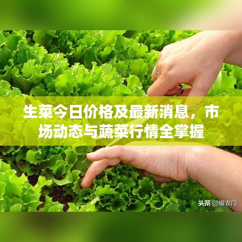 生菜今日價格及最新消息，市場動態(tài)與蔬菜行情全掌握