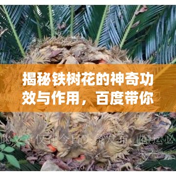 揭秘鐵樹花的神奇功效與作用，百度帶你探索未知領(lǐng)域！