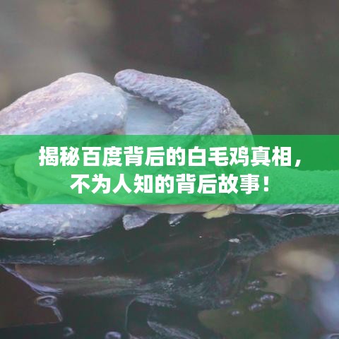 揭秘百度背后的白毛雞真相，不為人知的背后故事！