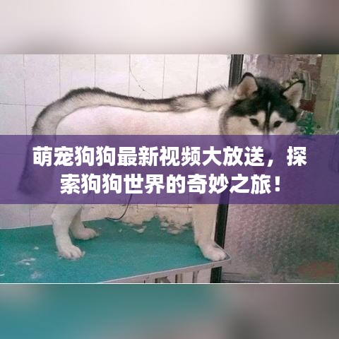 萌寵狗狗最新視頻大放送，探索狗狗世界的奇妙之旅！