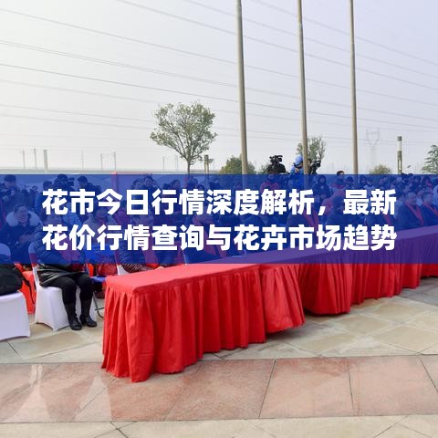 花市今日行情深度解析，最新花價行情查詢與花卉市場趨勢洞察