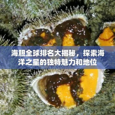 海膽全球排名大揭秘，探索海洋之星的獨(dú)特魅力和地位
